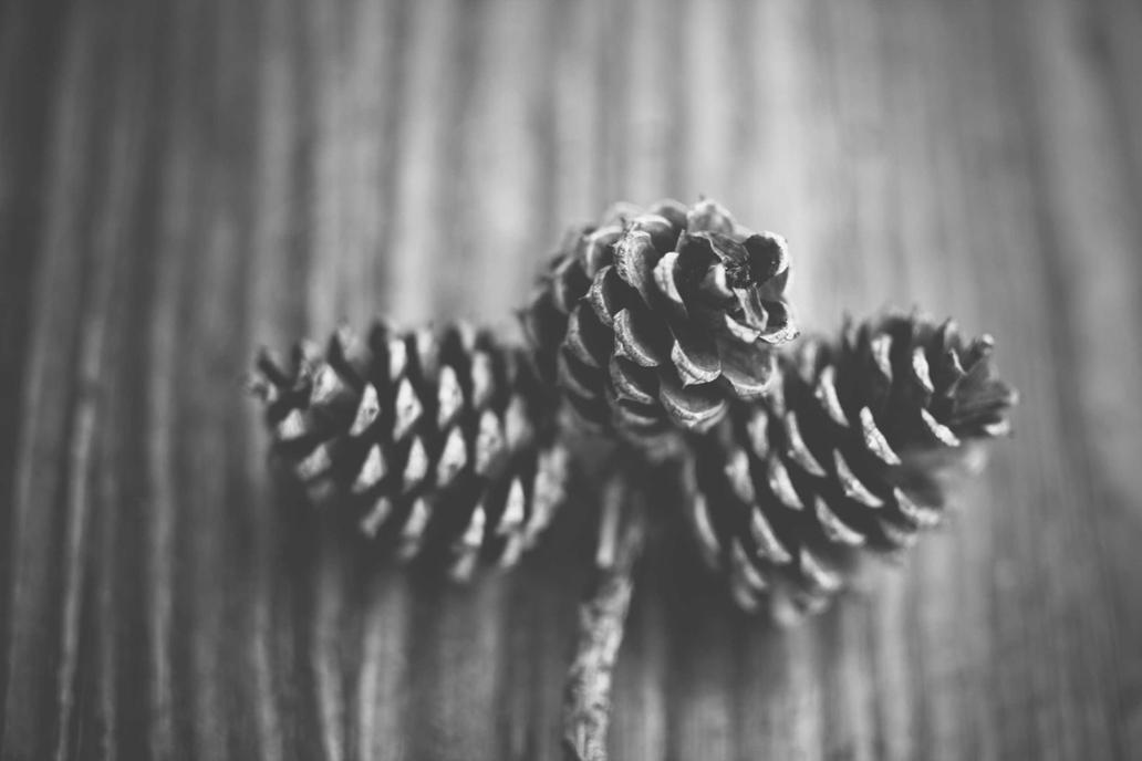 Delectus dolor
